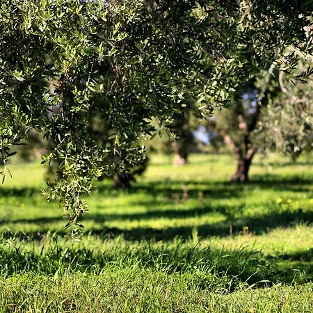 Mater Bed & Food-Riserva Naturale Di Torre Guaceto Serranova Exterior photo