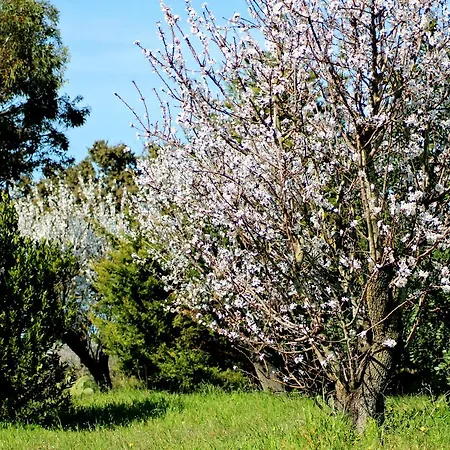 Mater Bed & Food-Riserva Naturale Di Torre Guaceto Serranova Exterior photo