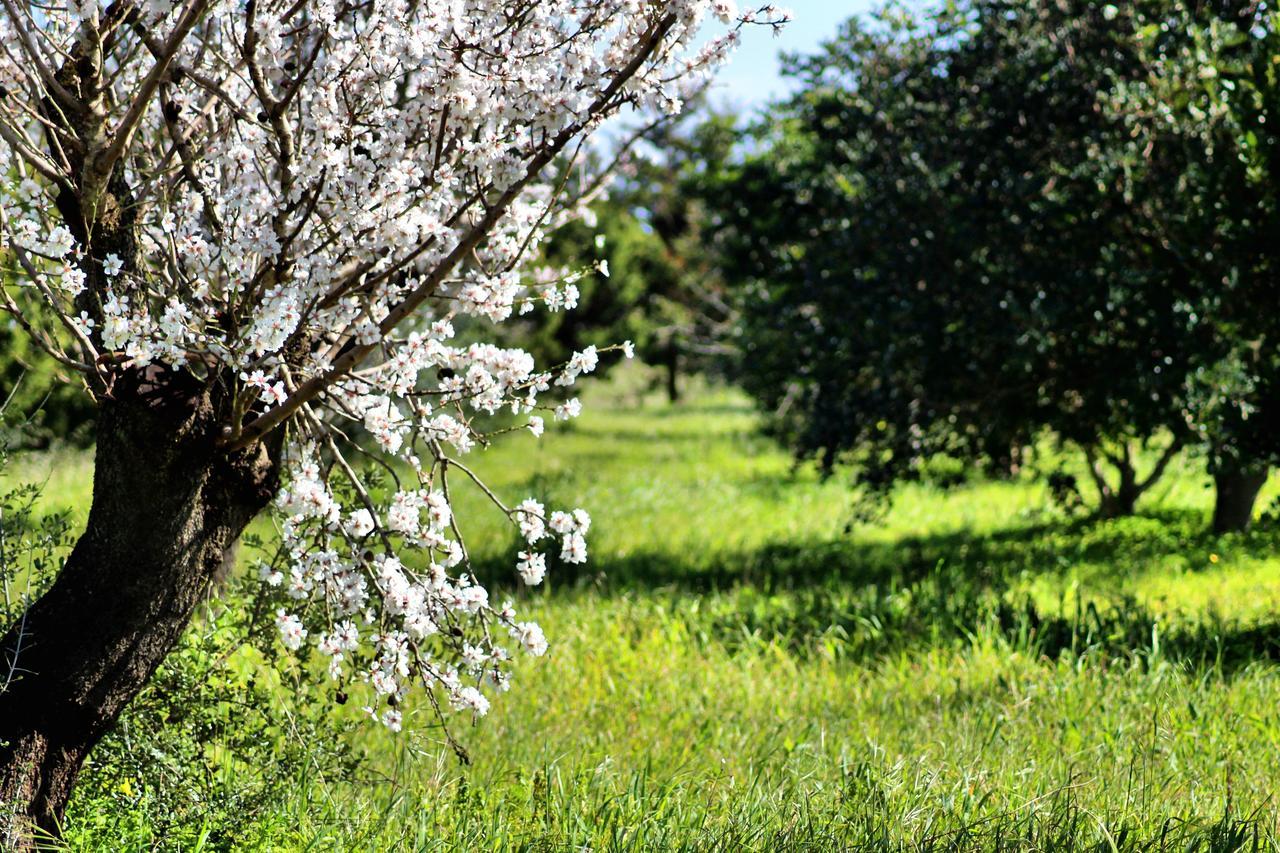 Bed & Breakfast Mater Bed & Food-riserva Naturale Di Torre Guaceto Serranova