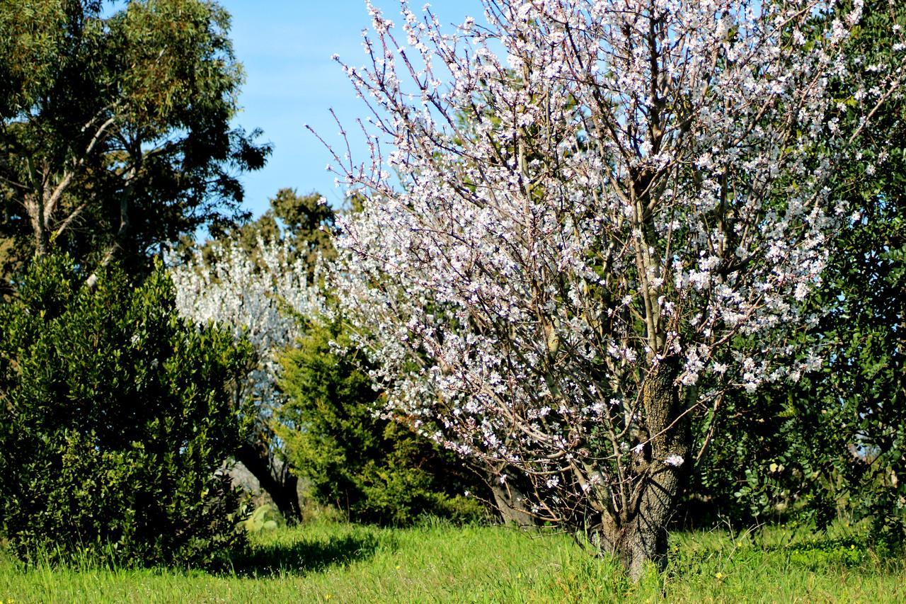 Mater Bed & Food-riserva Naturale Di Torre Guaceto Serranova
